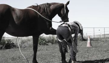 My journey – Why I became an equine podiotherapist