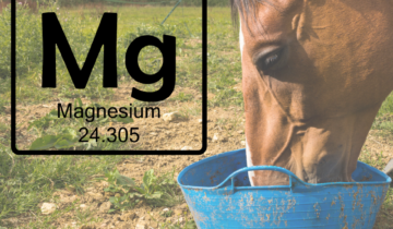 Fundamental Magnesium