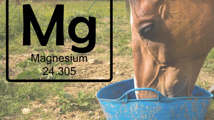 Fundamental Magnesium