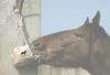 A horse licking a salt block