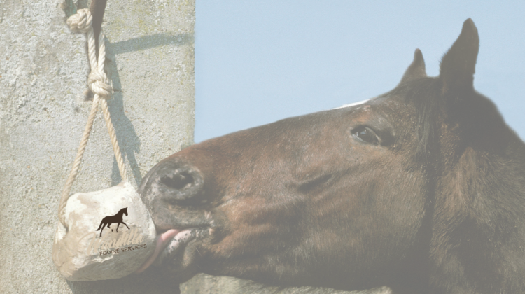 The Essential Role of Salt in Your Horse’s Diet: Hydration, Health, and Performance