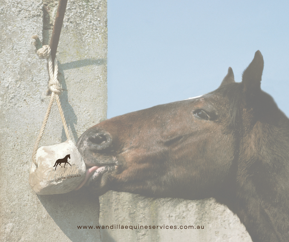 A horse licking a salt block