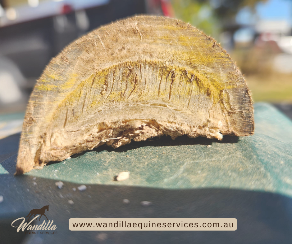 A section of a horse hoof trimmed showing laminitis